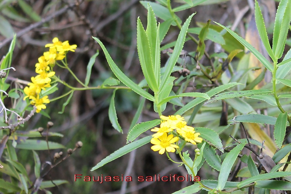 Au- Chasse vieillesse - Faujasia salicifolia - Astéracée - E