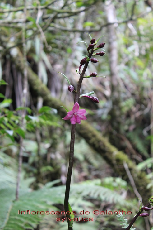 Au- Inflorescence de Calanthe sylvatica - Orchidacée