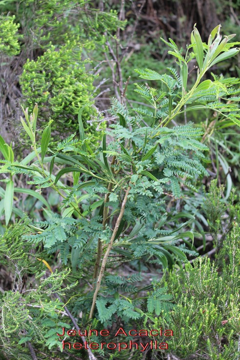 Au- Jeune Acacia heterophylla