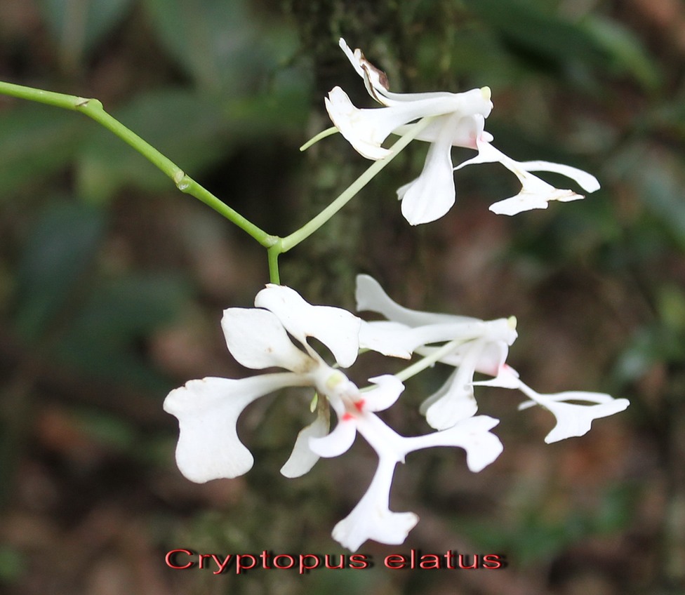 Au- Liane camaron - Cryptopus elatus - Orchidacée - I