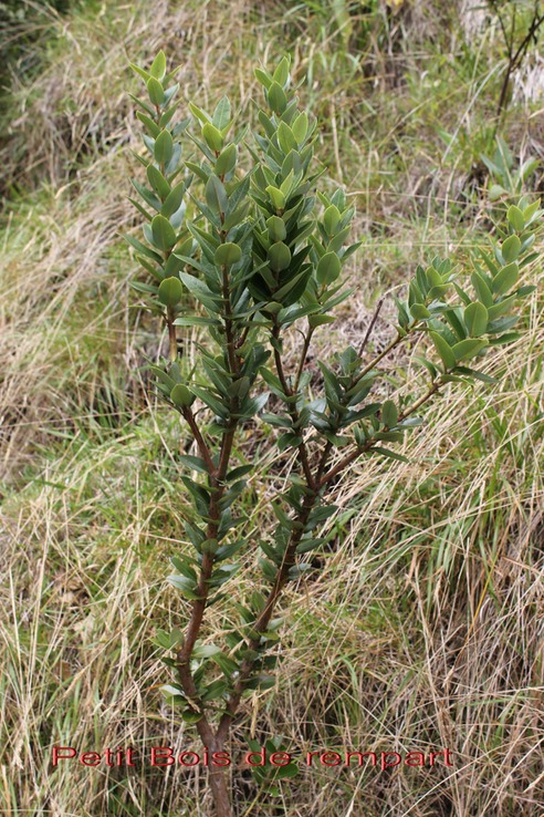 Au- Petit Bois de rempart - Agarista buxifolia - E