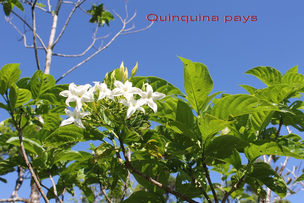 Au- Quinquina pays - Musseanda landia - Rubiacée- R M