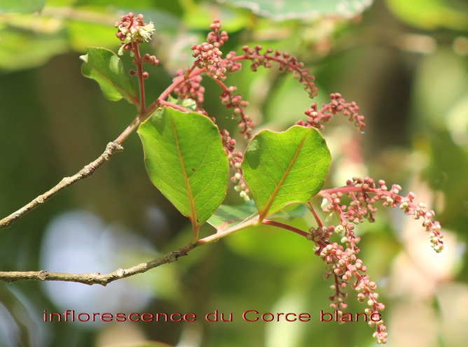 Au-Inflorescences du Bois de bassin ou Corce blanc- Homalium paniculatum - Salicacée - BM