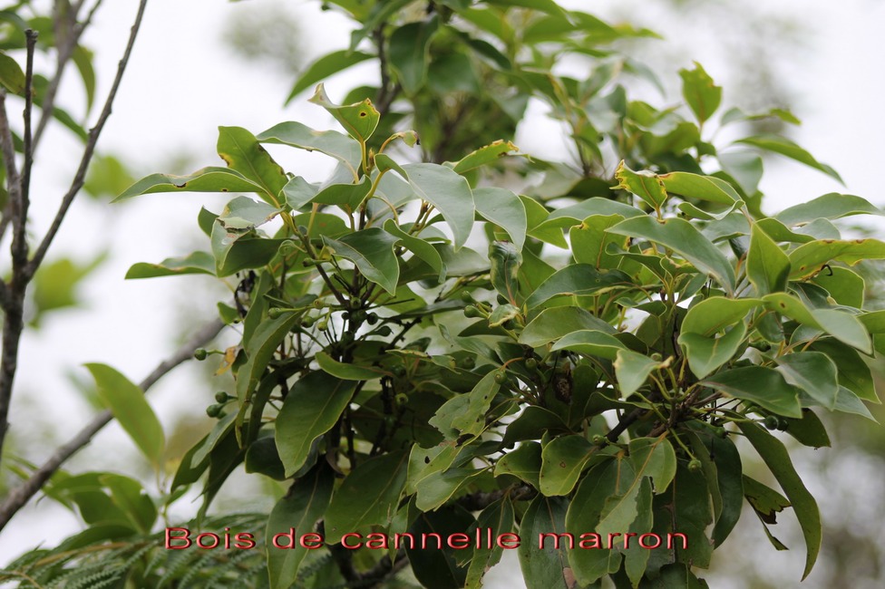 Bois de cannelle marron - Ocotea obtusata- Lauracée - I