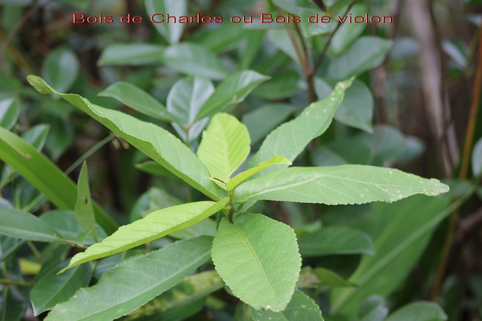 Bois de Charles ou Bois de violon - Acalypha integrifolia - Euphorbiacée - B M