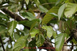 Bois de perroquet - Cordemoya integrfolia - Euphorbiacée -