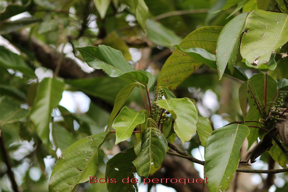 Bois de perroquet - Cordemoya integrfolia - Euphorbiacée -