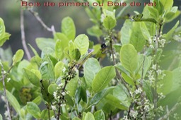 Bois de piment ou Bois de rat - Geniostoma borbonicum - Loganiacée - BM
