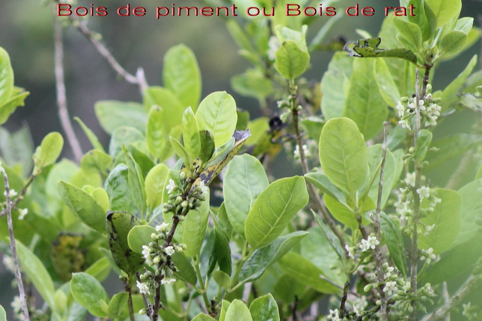 Bois de piment ou Bois de rat - Geniostoma borbonicum - Loganiacée - BM