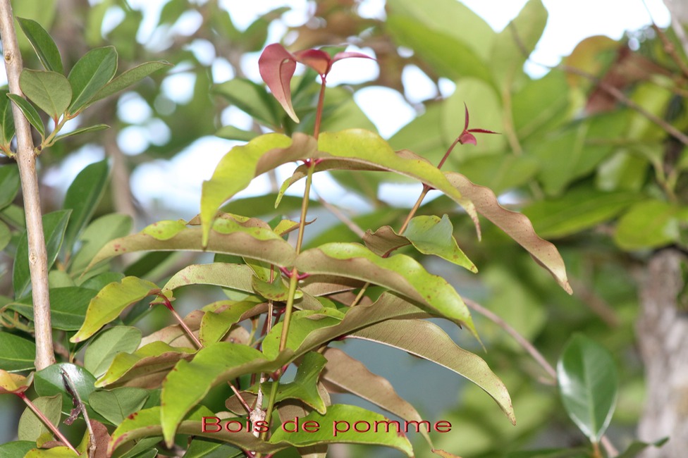 Bois de pomme rouge - Syzygium cymosum - Myrtacée - B M