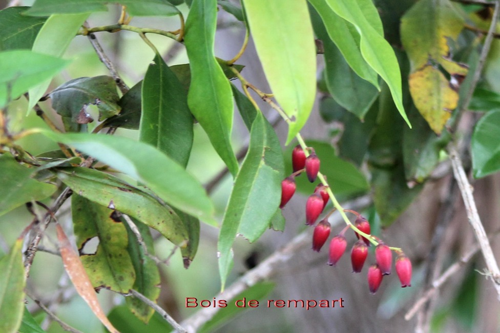 Bois de rempart - Agarista salicifolia - Ericacée - I