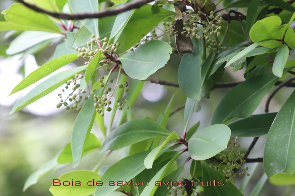 Bois de savon - Badula barthesia - Myrsinacée - B