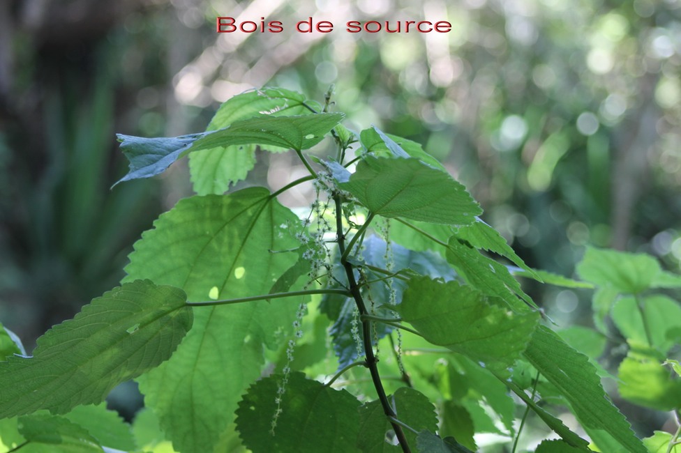 Bois de source- Boehmeria macrophylla - Urticacée -I