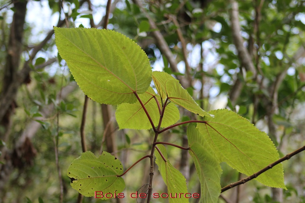 Bois de source- Boehmeria stipularis- Urticacée- B
