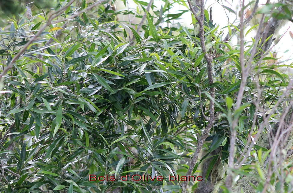 Bois d'Olive blanc - Olea lancea - Oléacée - I