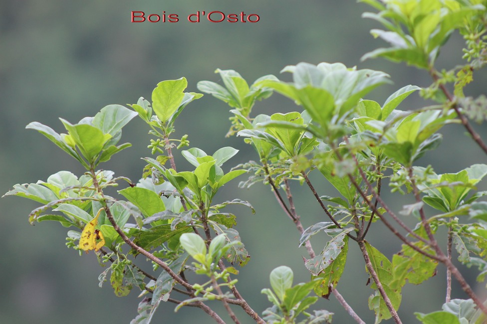 Bois d'Osto - Antirhea borbonica - Rubiacée - BMMad