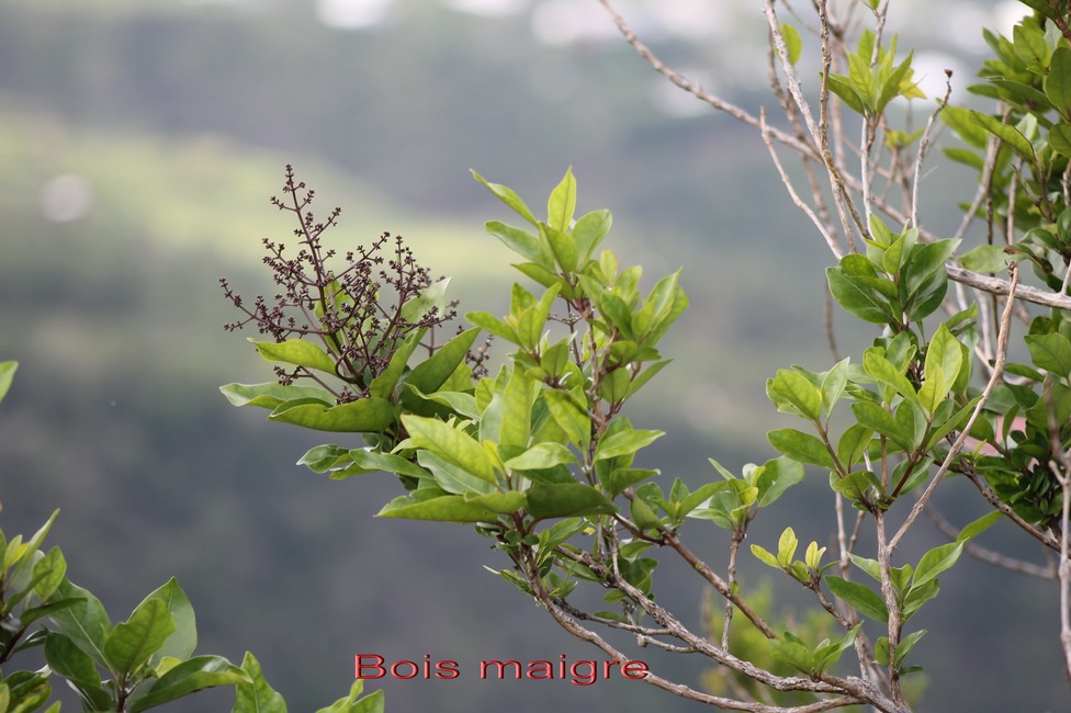 Bois maigre - Nuxia verticillata -  Stilbacée -BM