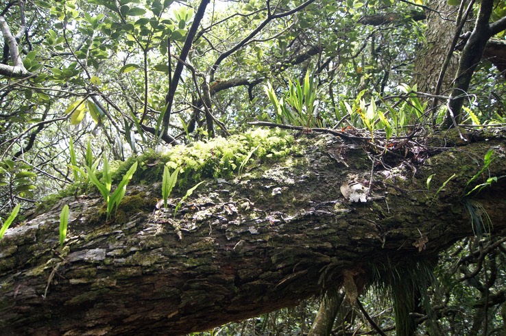 Différentes fougères sur un tronc de Tamarin des hauts- Acacia heterophylla