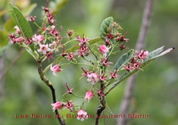 Fleurs du Bois de Laurent Martin - Forgesia racemosa - Escalloniacée - B