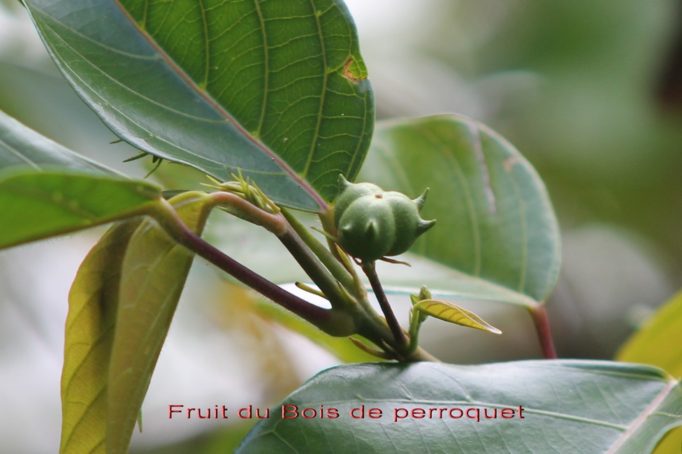 Fruit du Bois de perroquet