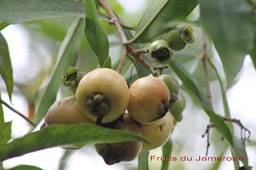 Fruits du Jamerosa - Syzygium jambos- Myrtacée - exo