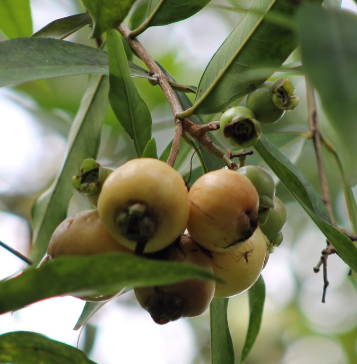 Fruits du Jamrose