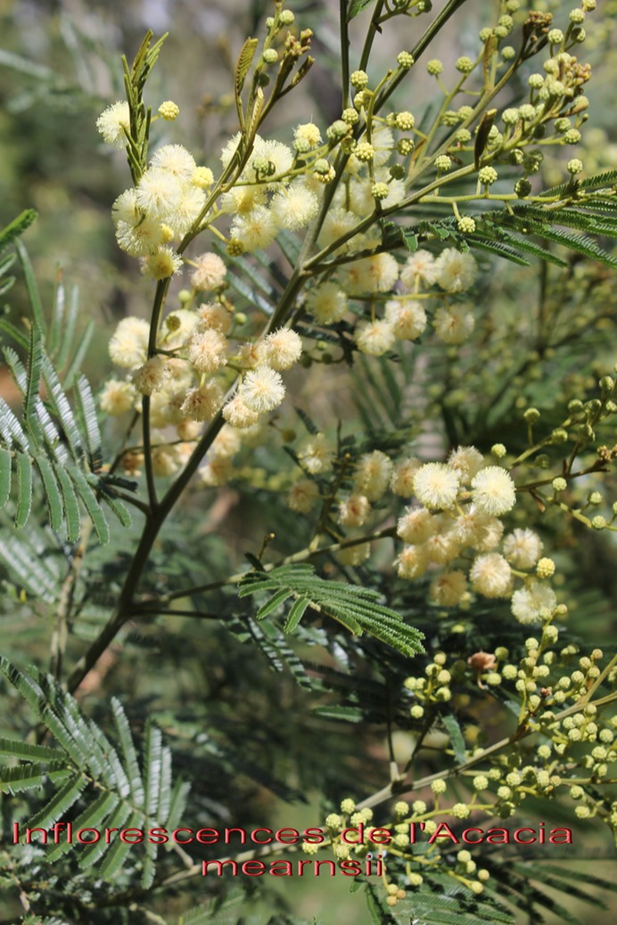 Inflorescences de l'Acacia mearnsii- Fabacée - exo
