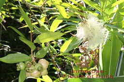 Jamerose ou Jambrosade- Syzygium - Myrtacée- exo