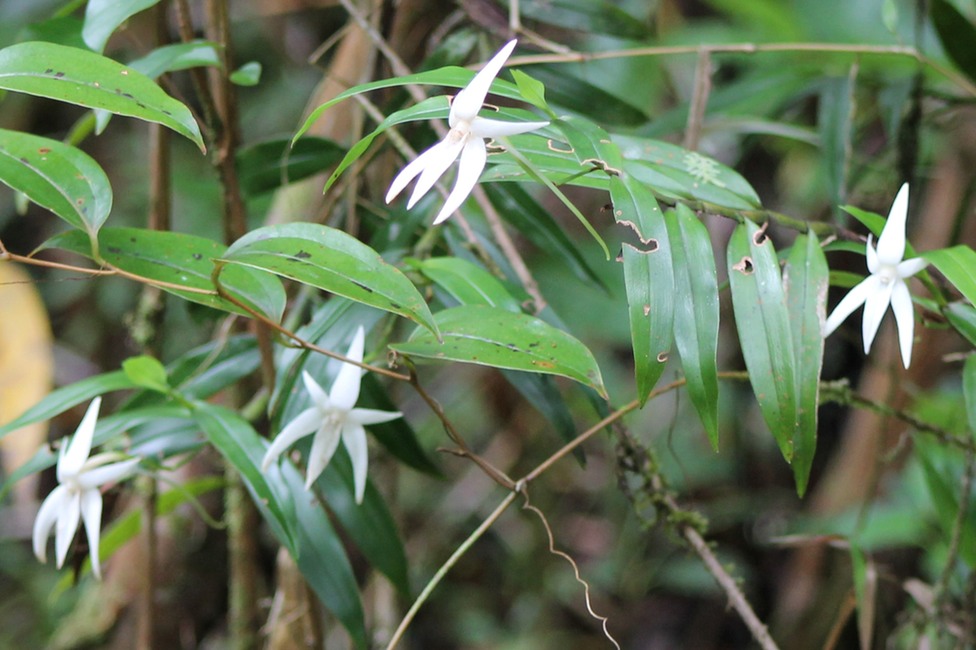 Jumellea sp-Orchidacée-I