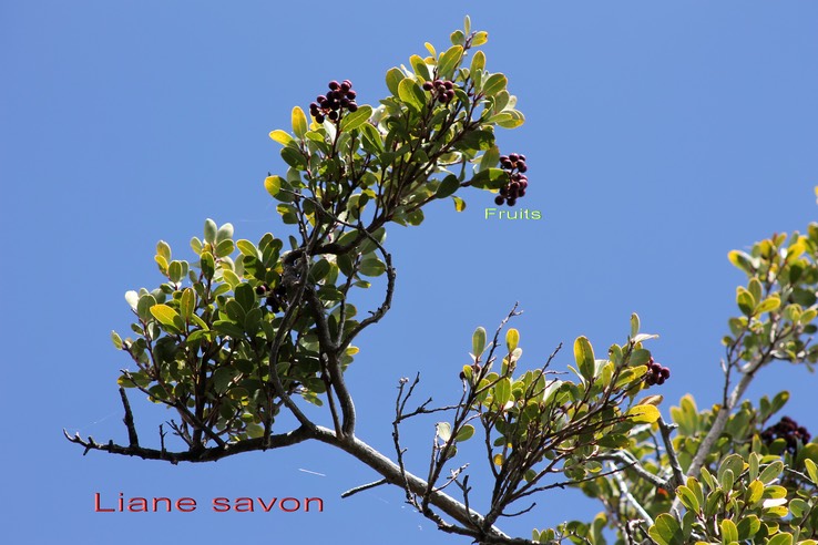 Liane savon - Embelia angustifolia- Primulacée - B