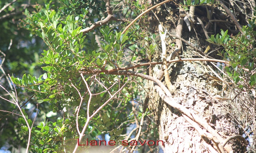 Liane savon- Embellia angustifolia- Myrsinacée-B
