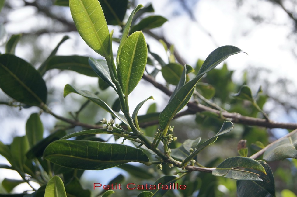 Petit Catafaille - Melicope borbonica - Rutacée - B