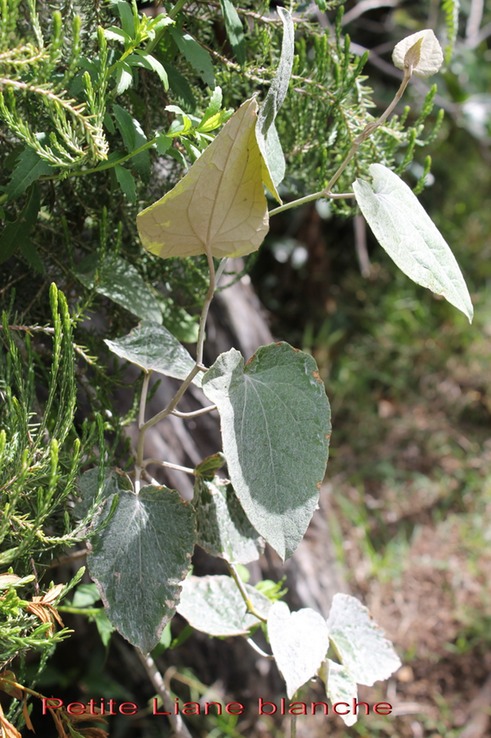 Petite liane blanche - Humbertacalia tomentosa - Astéracée - I