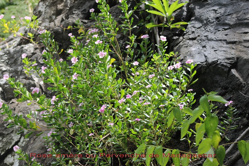 Rose amère ou Pervenche de Madagascar- Catharanthus roseus- Apocynacée-exo