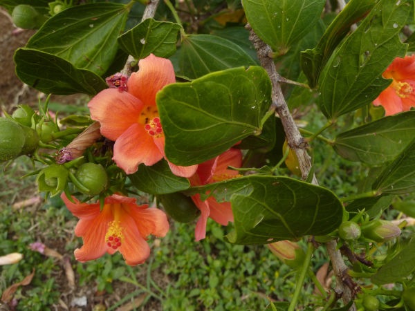 088 Hibiscus Borianus 5  (endémique R M)