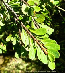 Erythroxylum hypericifolium .bois d'huile P1360859 - 