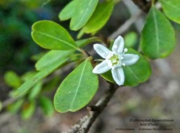 Erythroxylum hypericifolium Bois d'huile P1360927