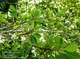 Erythroxylum hypericifolium . Bois d'huile P1360853