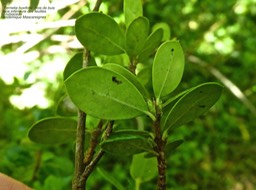 Fernelia buxifolia . Bois de buis P1360867