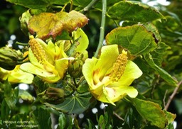 Hibiscus columnaris . mahot rempart P1360954