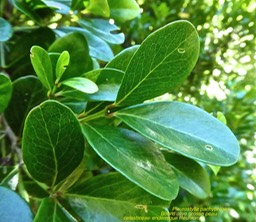Pleurostylia pachyphloea . Bois d'olive grosse peau P1360831