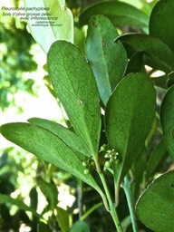 Pleurostylia pachyphloea . bois d'olive grosse peau P1360875