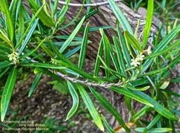 Secamone volubilis  liane bois d'olive  P1360941