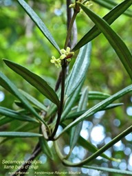 Secamone volubilis .liane bois d'olive P1360930