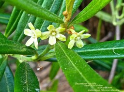 Secamone volubilis.liane bois d'olive P1360938