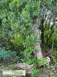 Secamone volubilis.liane bois d"olive P1360935