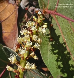 Coccoloba uvifera .raisin de bord de mer.( inflorescence détail. )polygonaceae.P1002768