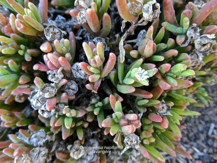 Delosperma napiforme .lavangère.aizoaceae. endémique Réunion.P1002723
