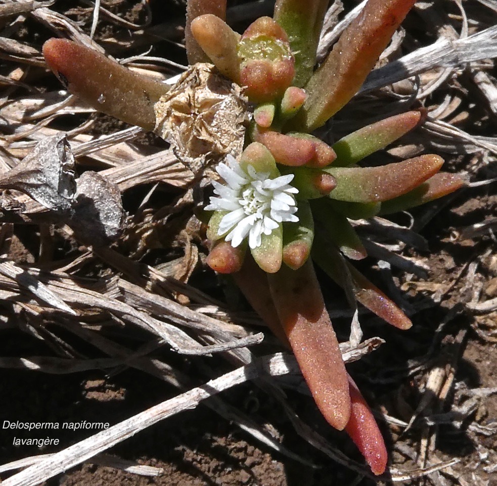 Delosperma napiforme .lavangère.aizoaceae.endémique Réunion.P1002754