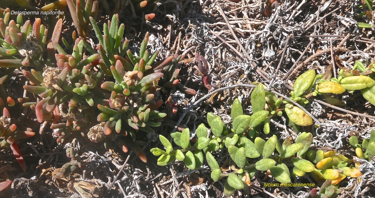 Delosperma napiforme .lavangère aizoaceae.(a gauche )  Lycium mascarenense .souveraine de mer. solanaceae. (à droite )P1002739